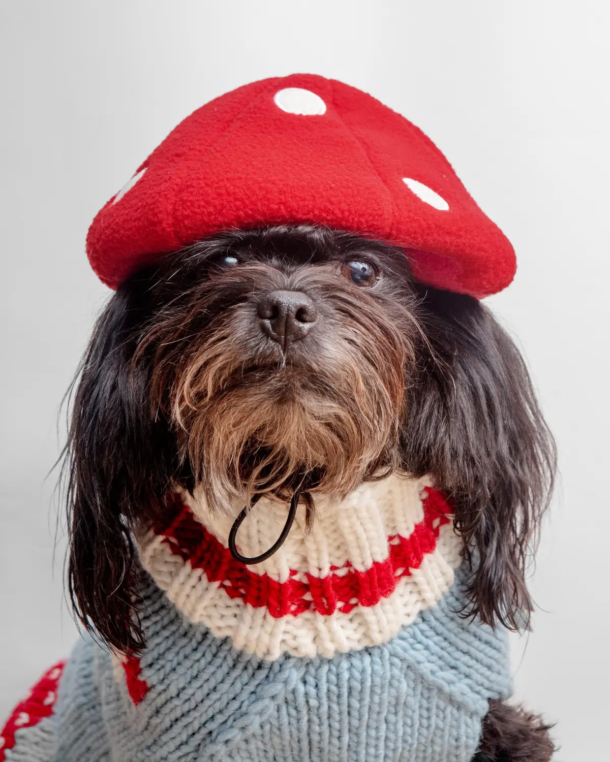 Howl-O-Ween Mushroom Cap 1