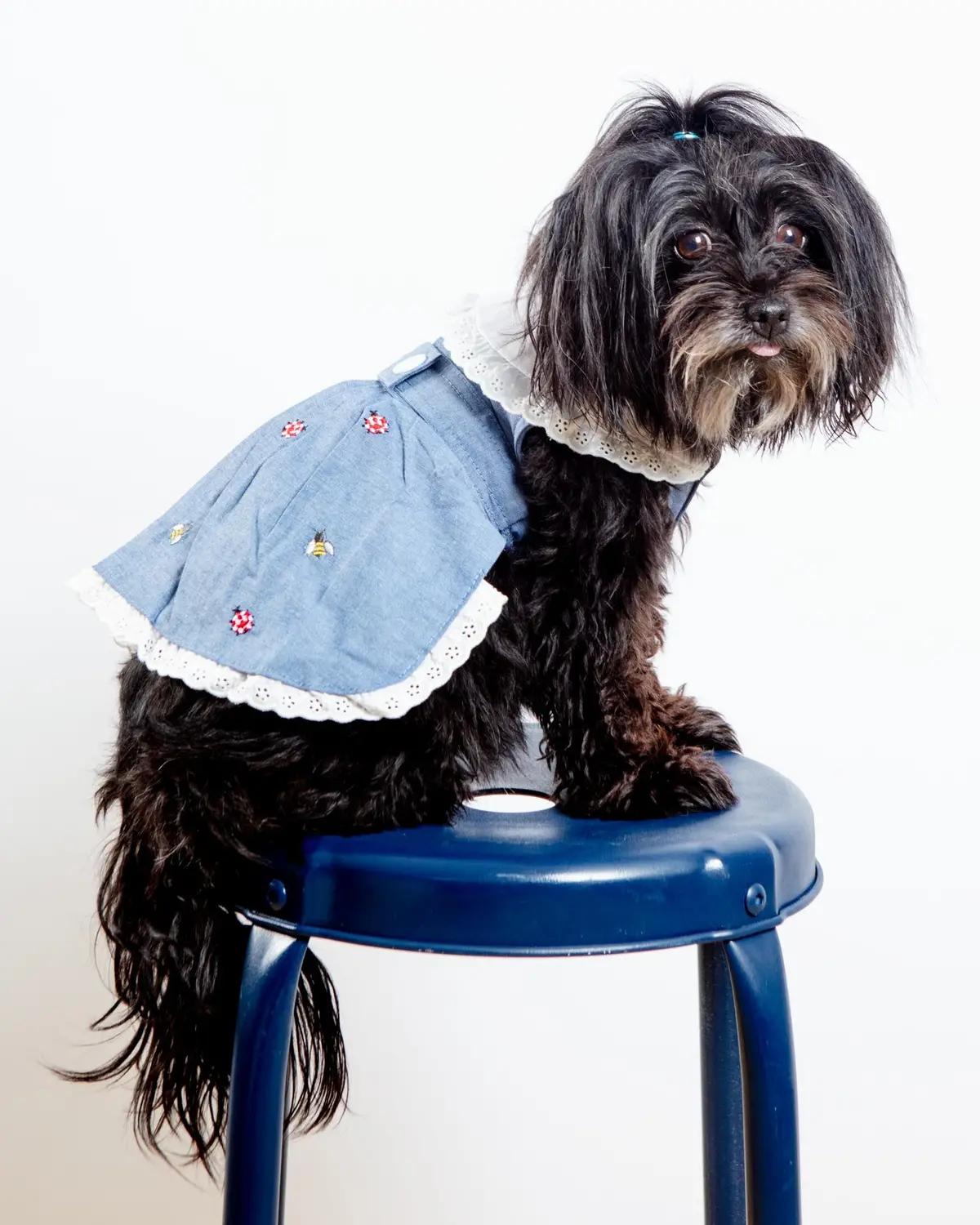 The Bugs + The Bees Chambray Dog Dress (Final Sale) 1