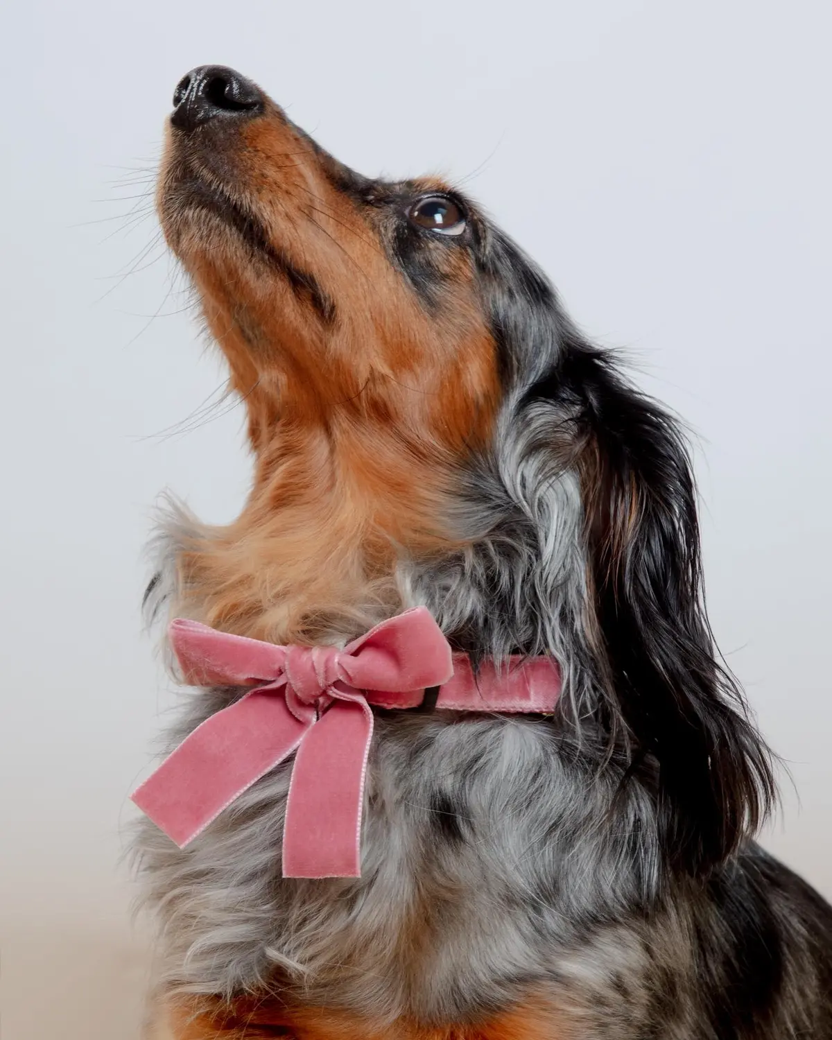 Velvet Dog Bow Collar Set In Primrose Pink (Made In The Usa) 1