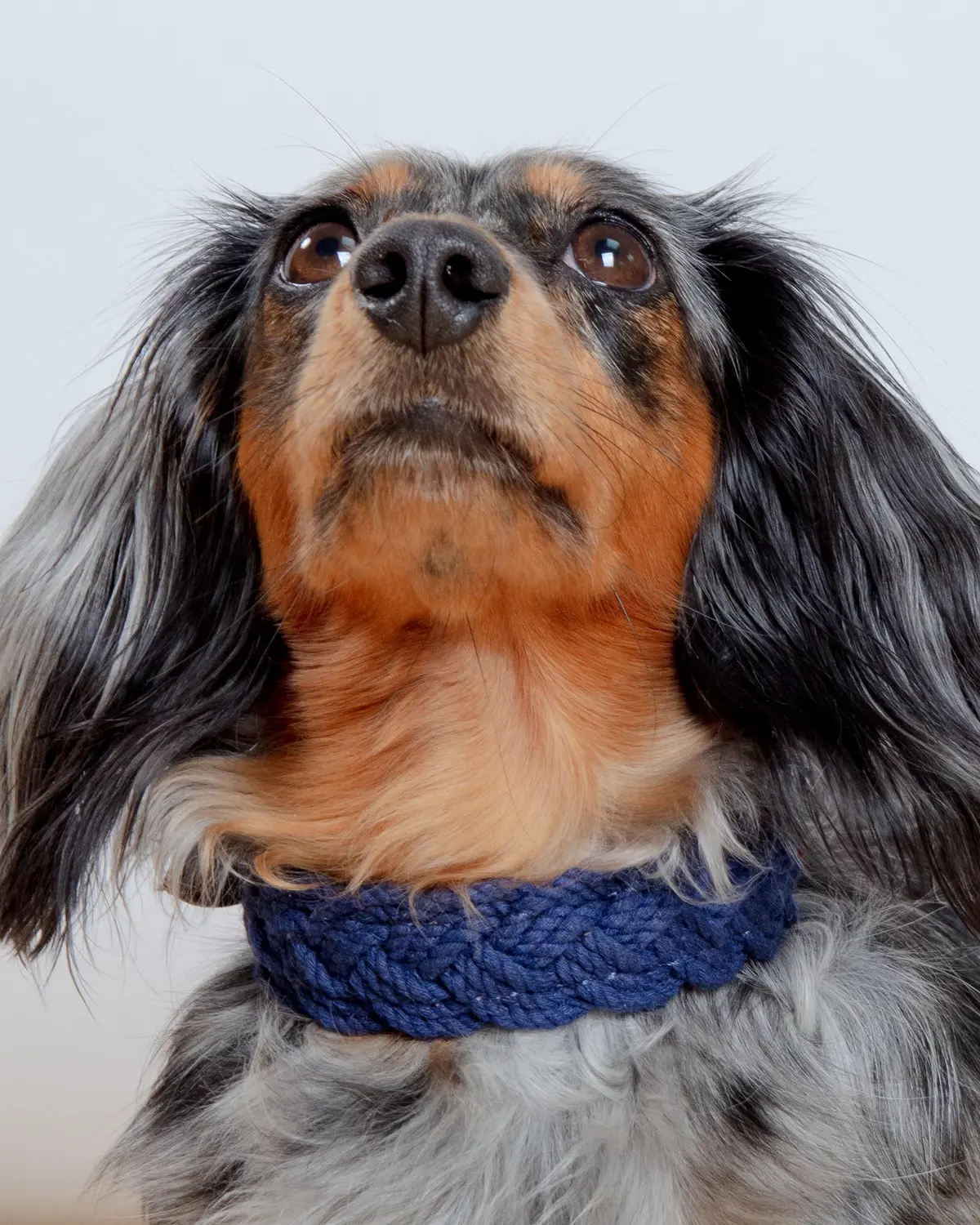 Seaside Cotton Woven Rope Dog Collar In Navy 1