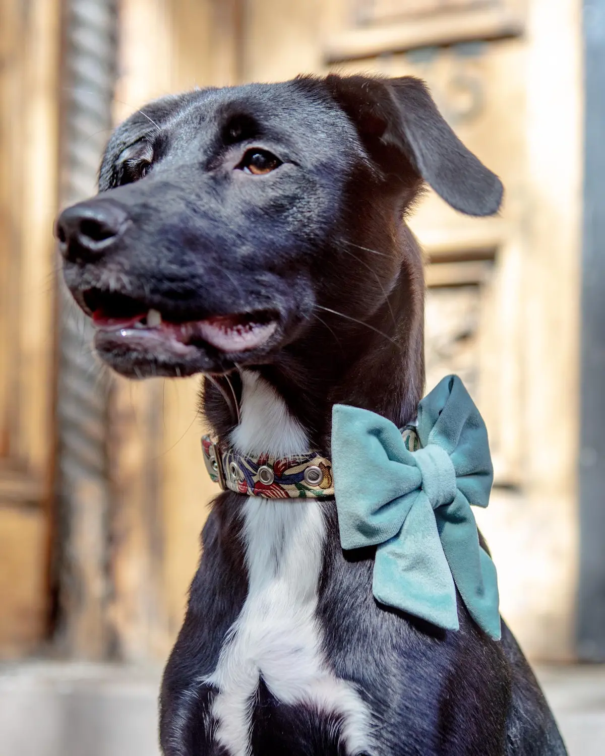 Sage Velvet Lady Dog Bow (Made In The Usa) 1