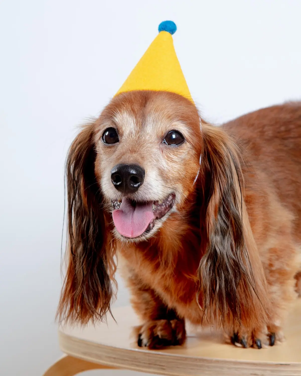Pawty Hat In Yellow 1