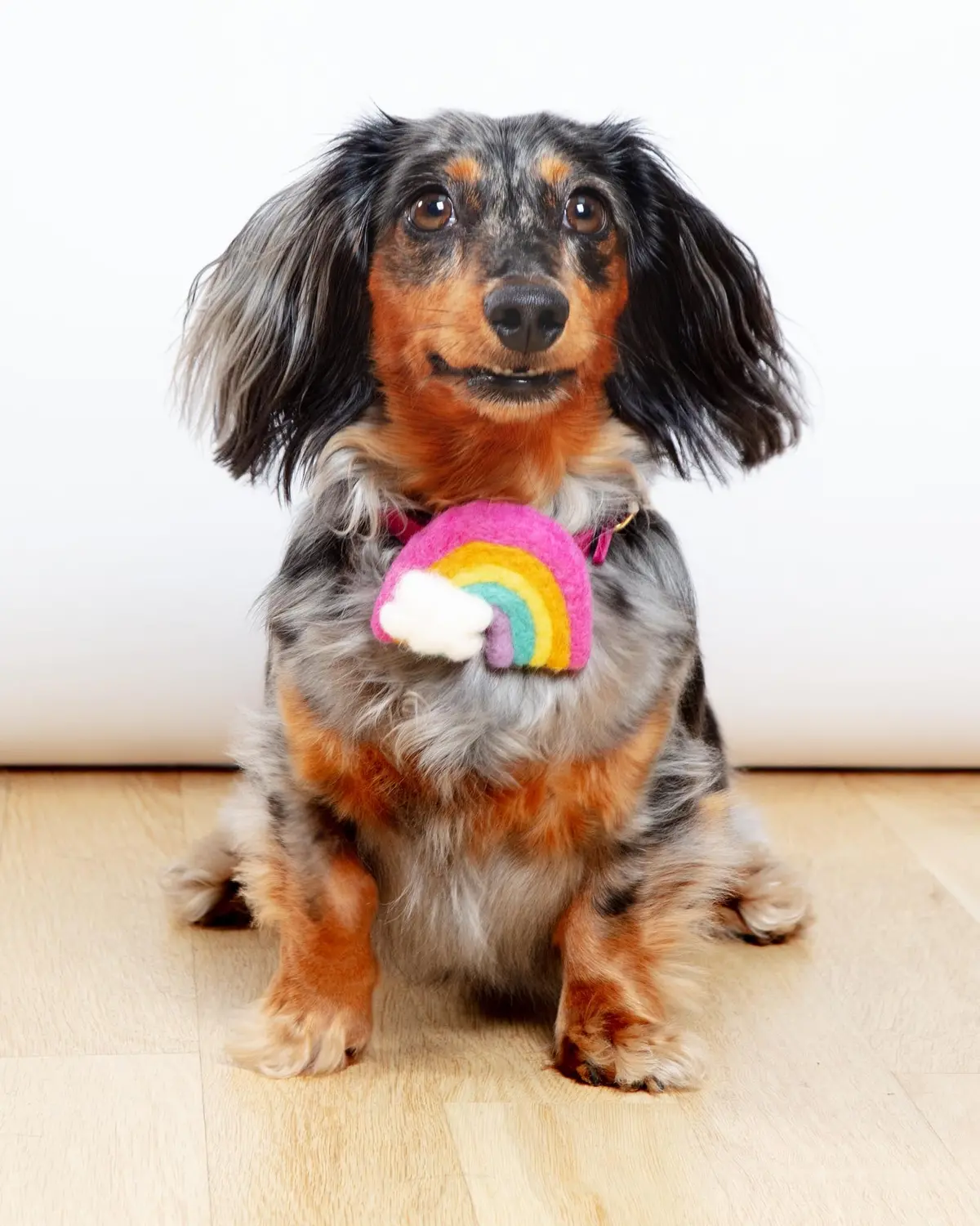 Rainbow Dog Collar Accessory (Made In The Usa) (Final Sale) 1