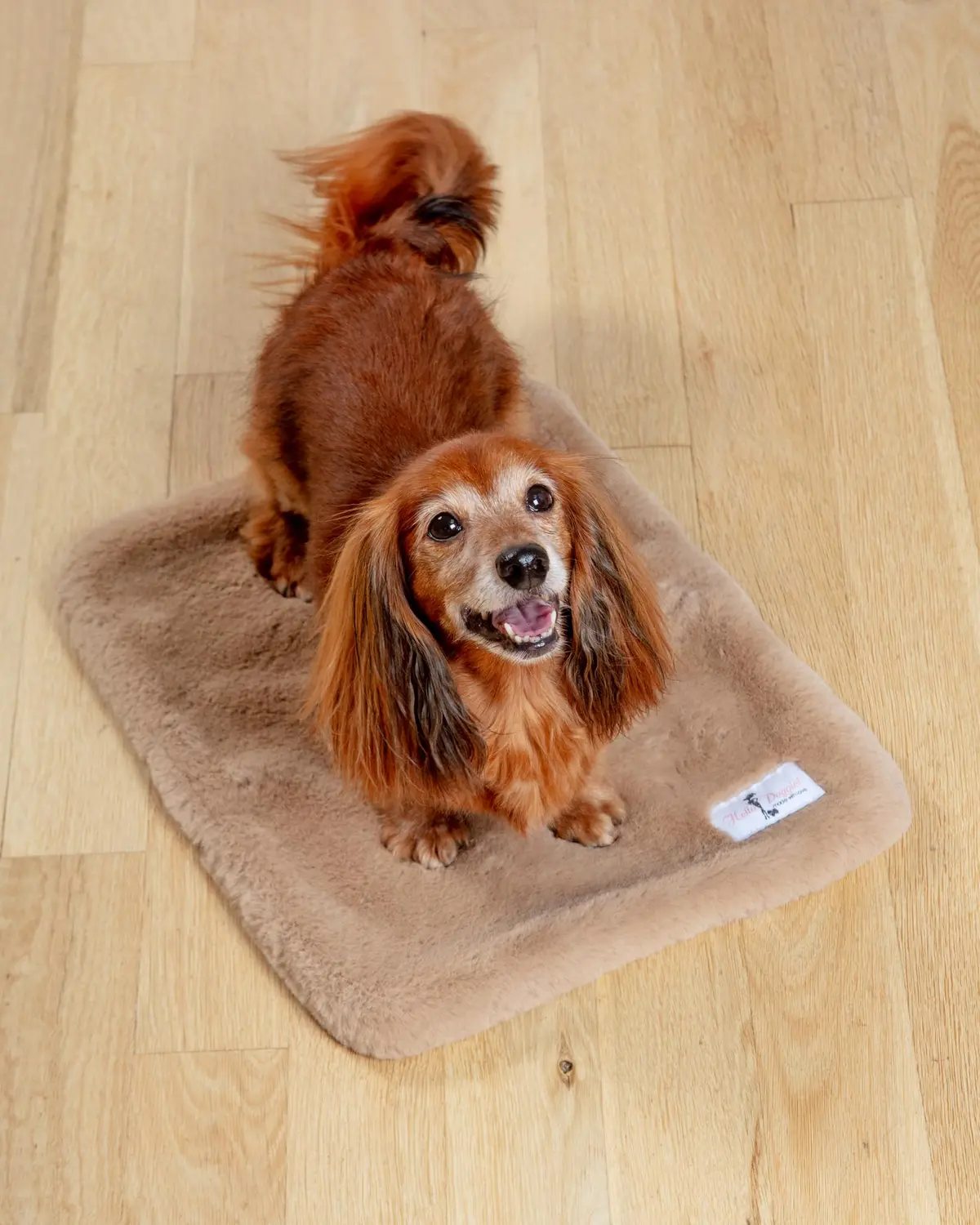 Big Baby Dog Blanket In Truffle (Made In The Usa) 1