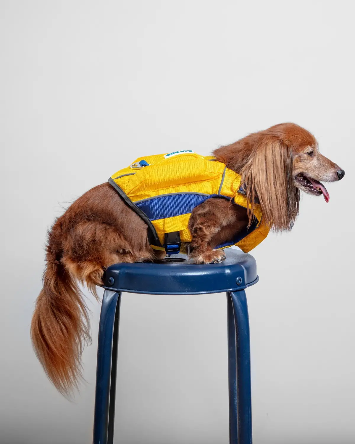 Monterey Bay Dog Life Jacket In Nautical Yellow 1
