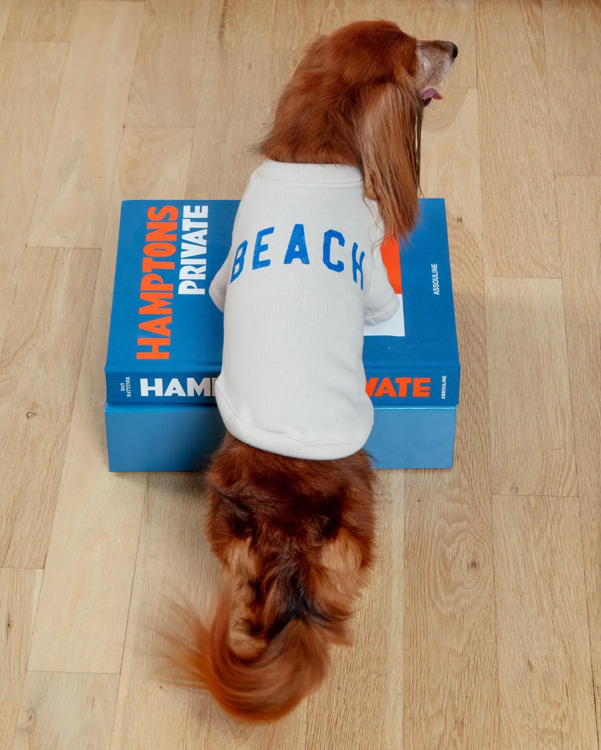 Beach Dog Sweatshirt 1
