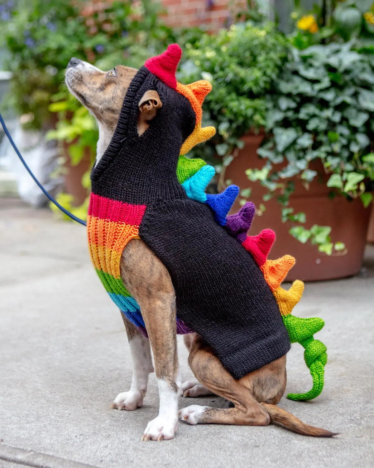 Rainbow Dragon Handknit Dog Sweater W/ Hood 1