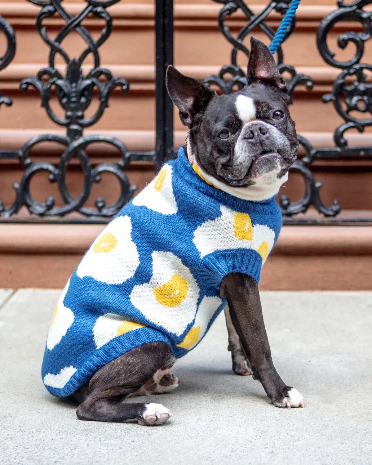 Fried Eggs Dog Sweater 1