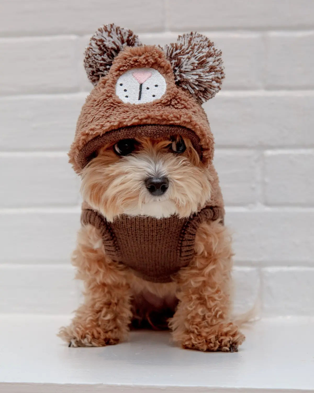 Fuzzy Wuzzy Teddy Bear Dog Hoodie 1