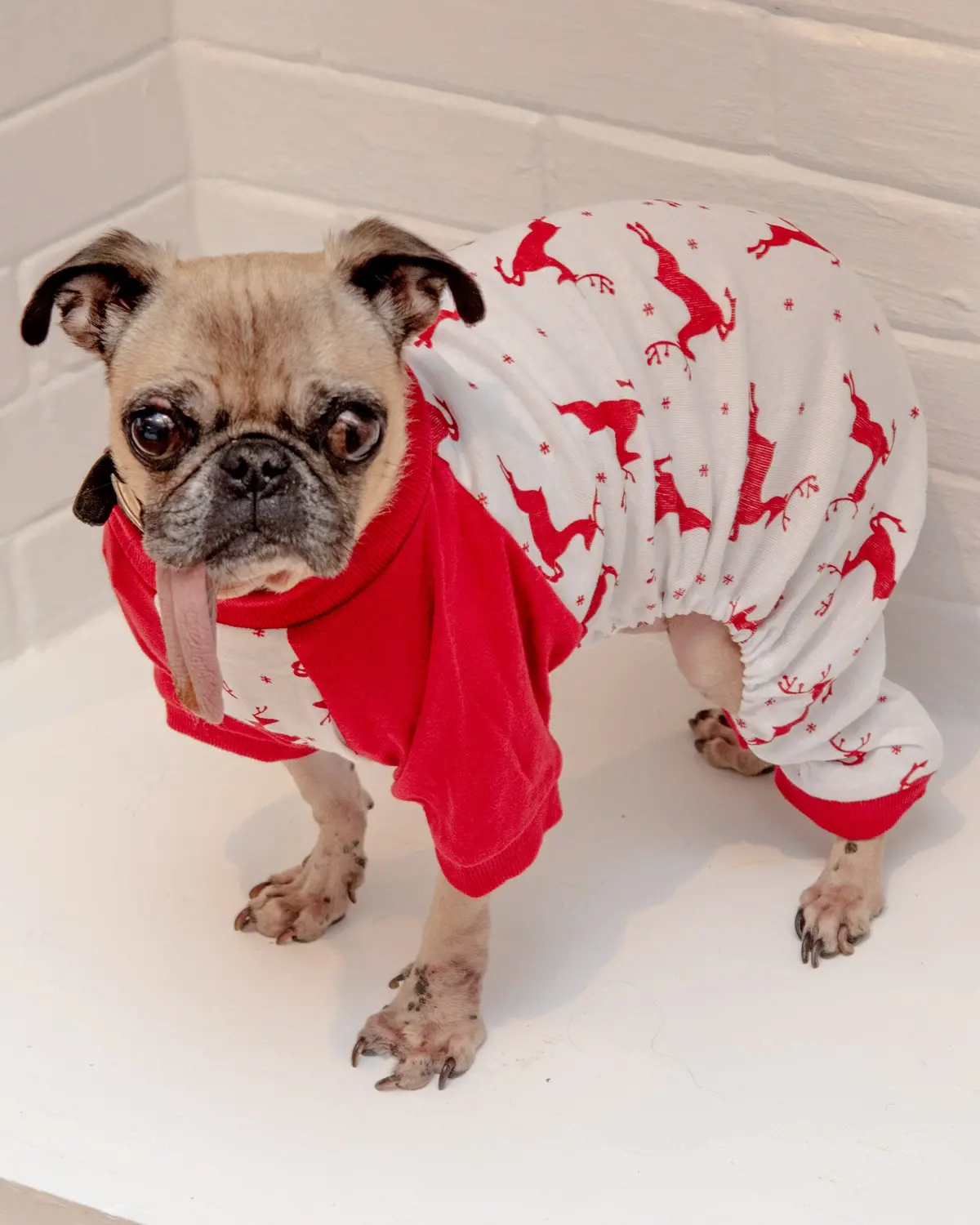 Prancing Reindeers Howliday Pet Pajamas (Final Sale) 1
