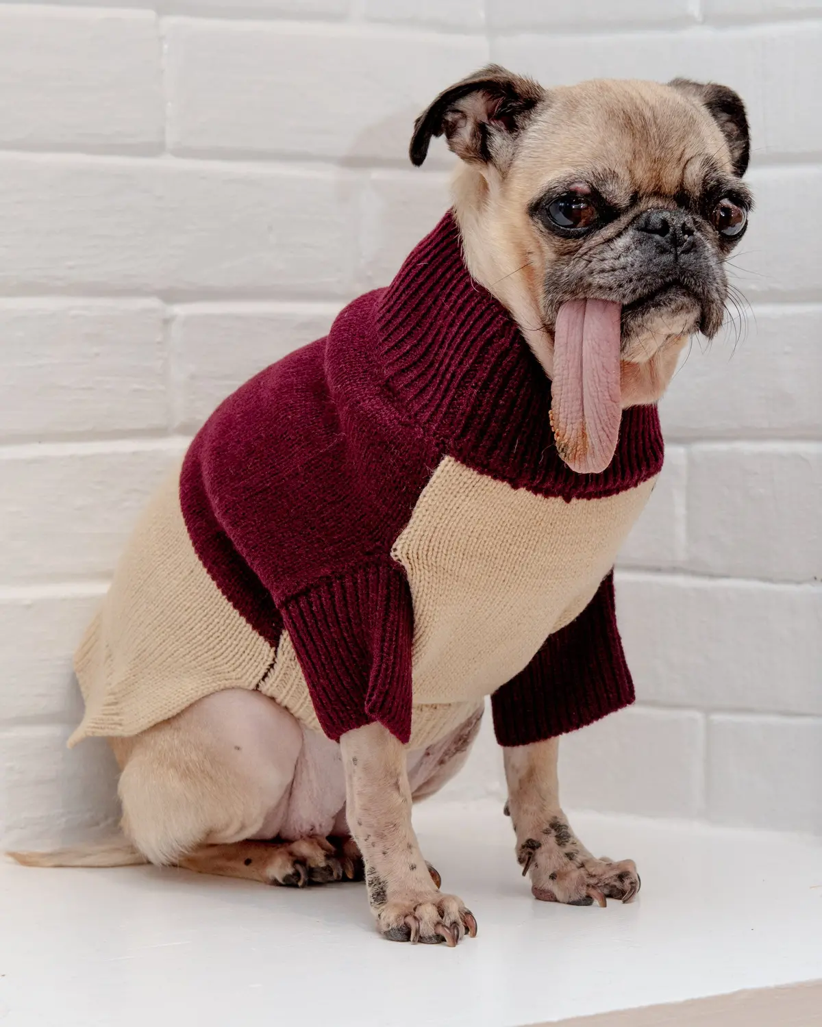 Colorblock Knit Dog Sweater In Burgundy & Beige<Br>((Final Sale)) 1
