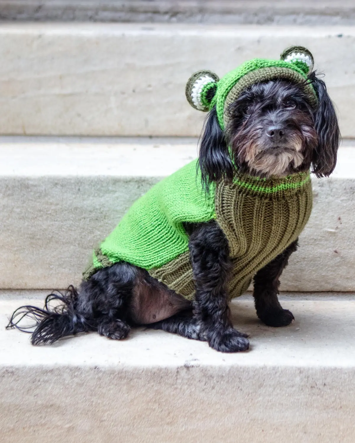 Froggy Doggy Handknit Dog Sweater W/ Hood 1