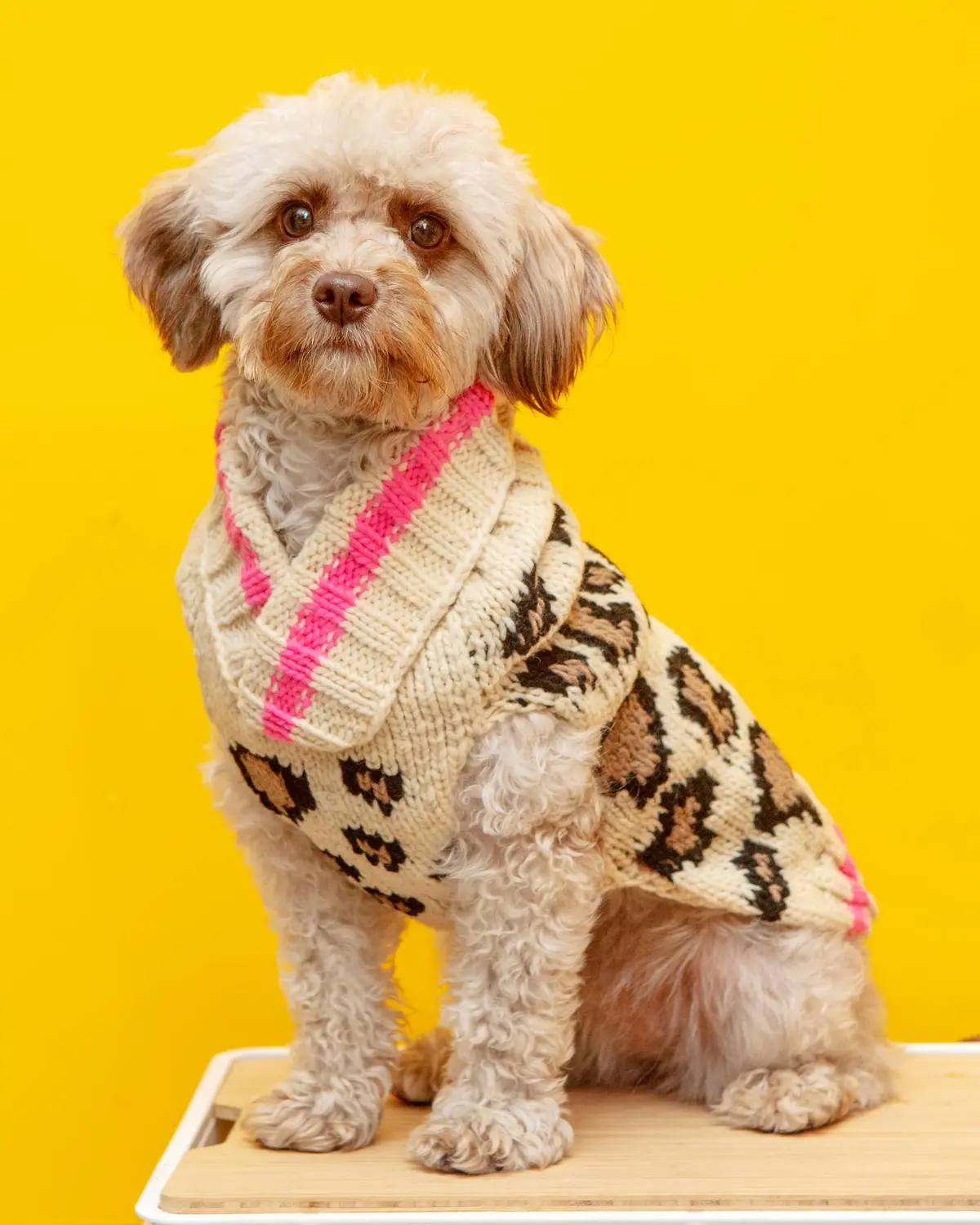 Leopard Print Dog Sweater (Final Sale) 1