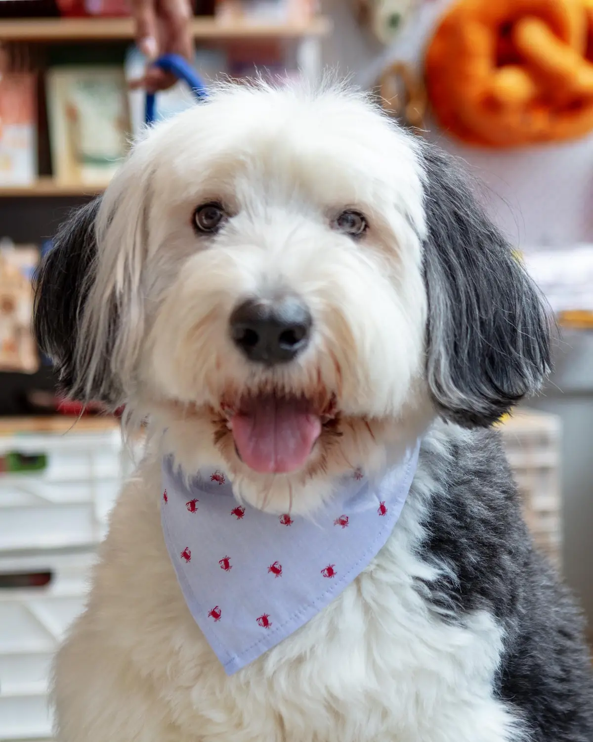 Feeling Crabby Dog Bandana 1