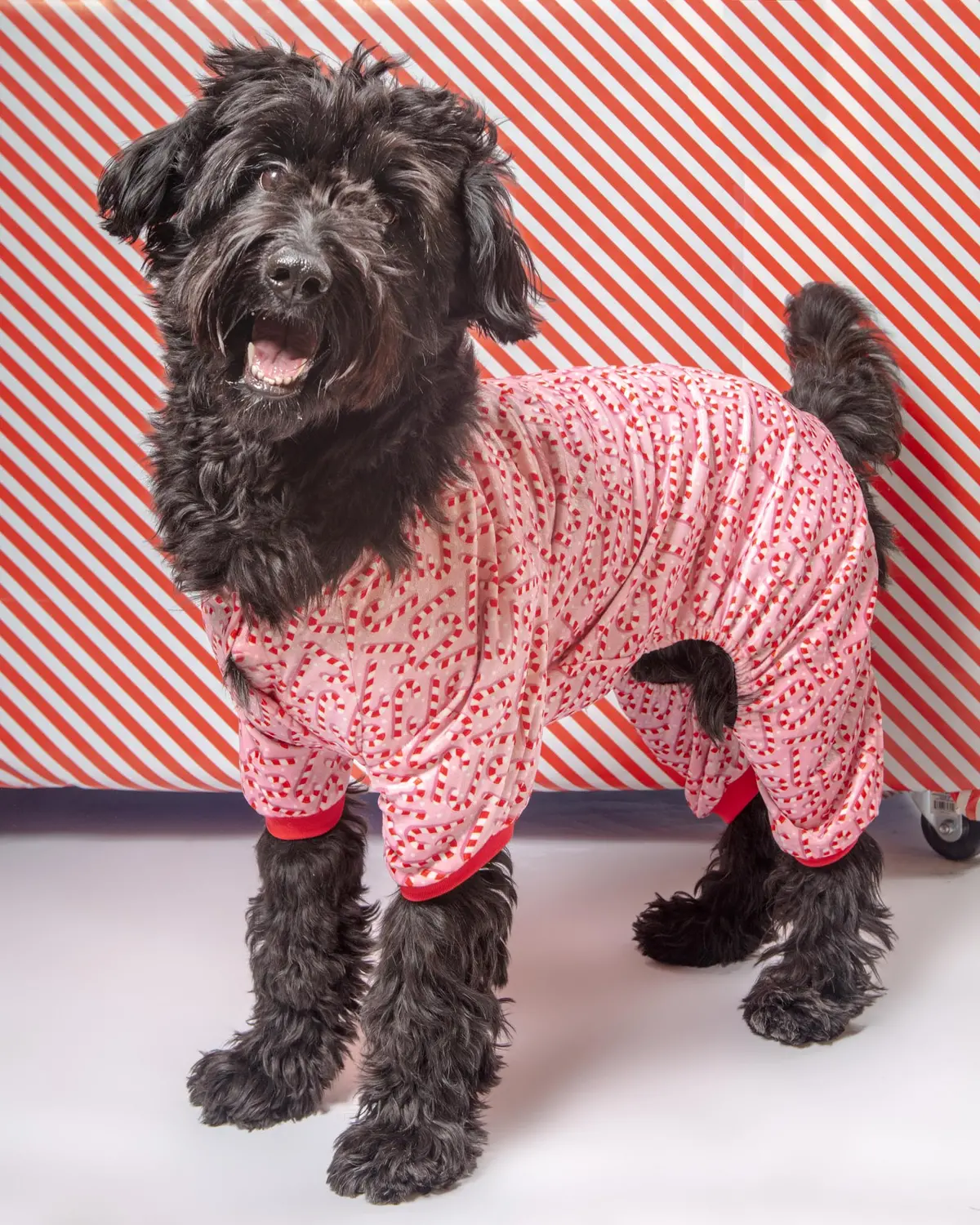 Candy Cane Dog Pajamas (Final Sale) 1