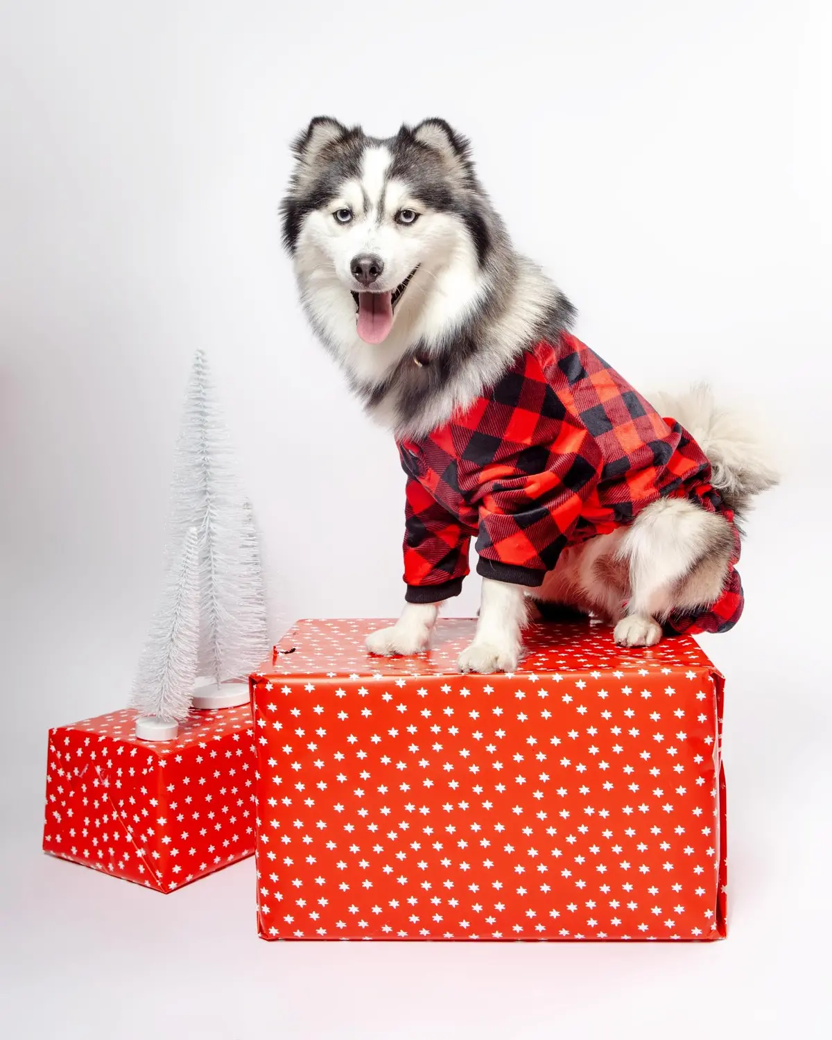 Buffalo Check Dog Jammies (Final Sale) 1