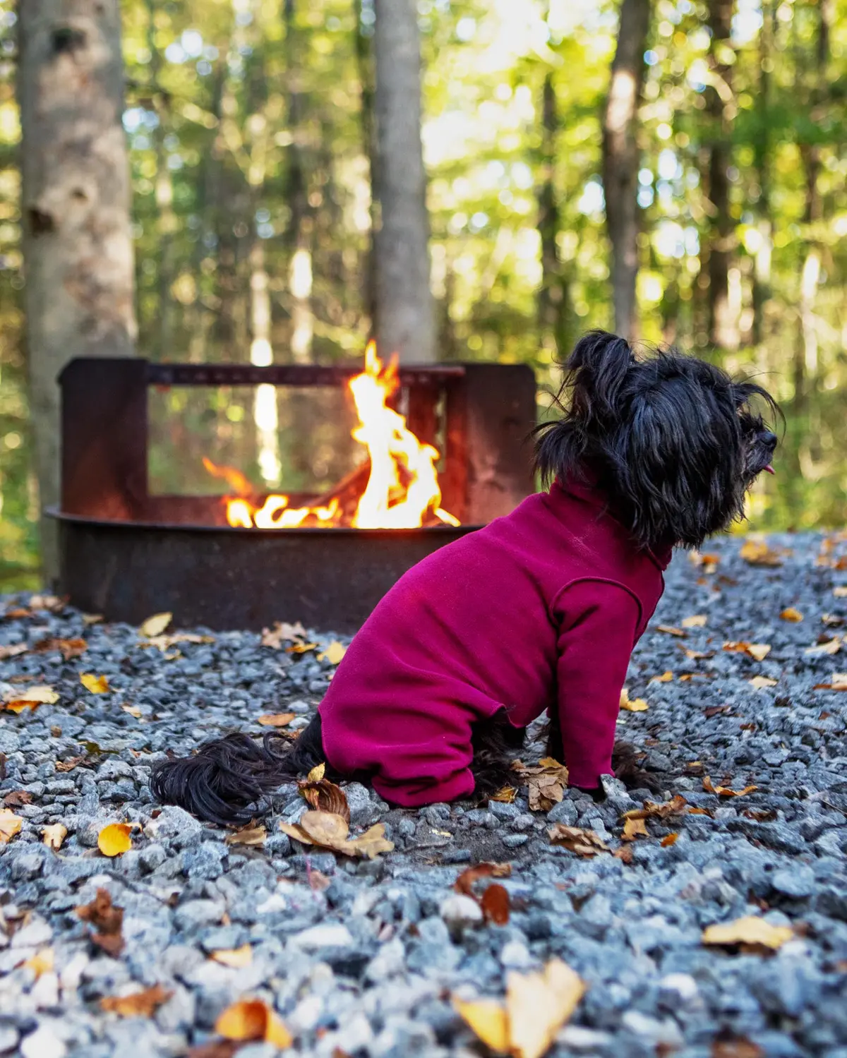 Stretch Fleece Onesie With Shawl Collar In Garnet (Made In The Usa, Dog & Co. + Gold Paw Exclusive!) (Final Sale) 3