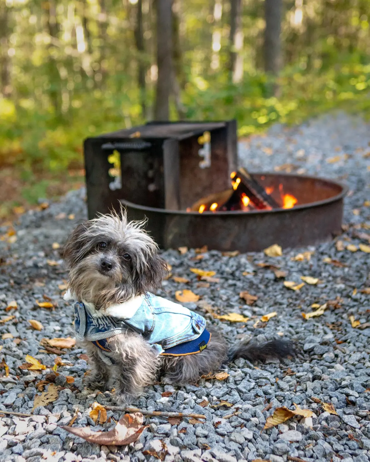 Northside Sherpa-Lined Denim Dog Jacket 1