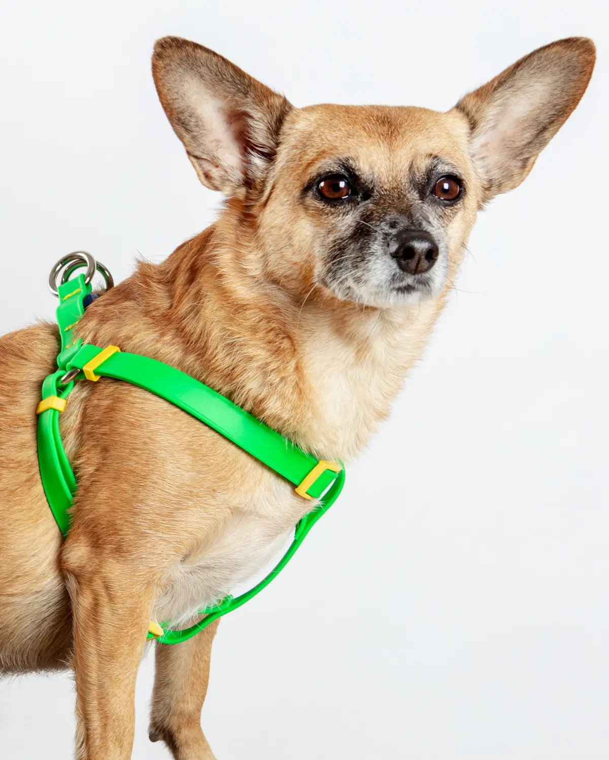 A Walk In The Park Dog Harness (Made In The Usa) (Final Sale) 1