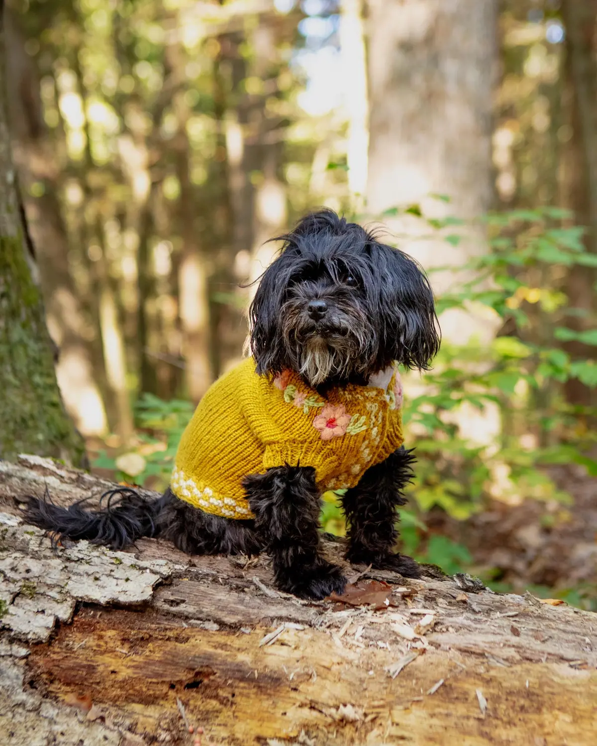 Yellow Floral Eileen Hand Embroidered Knitted Wool Dog Sweater 1
