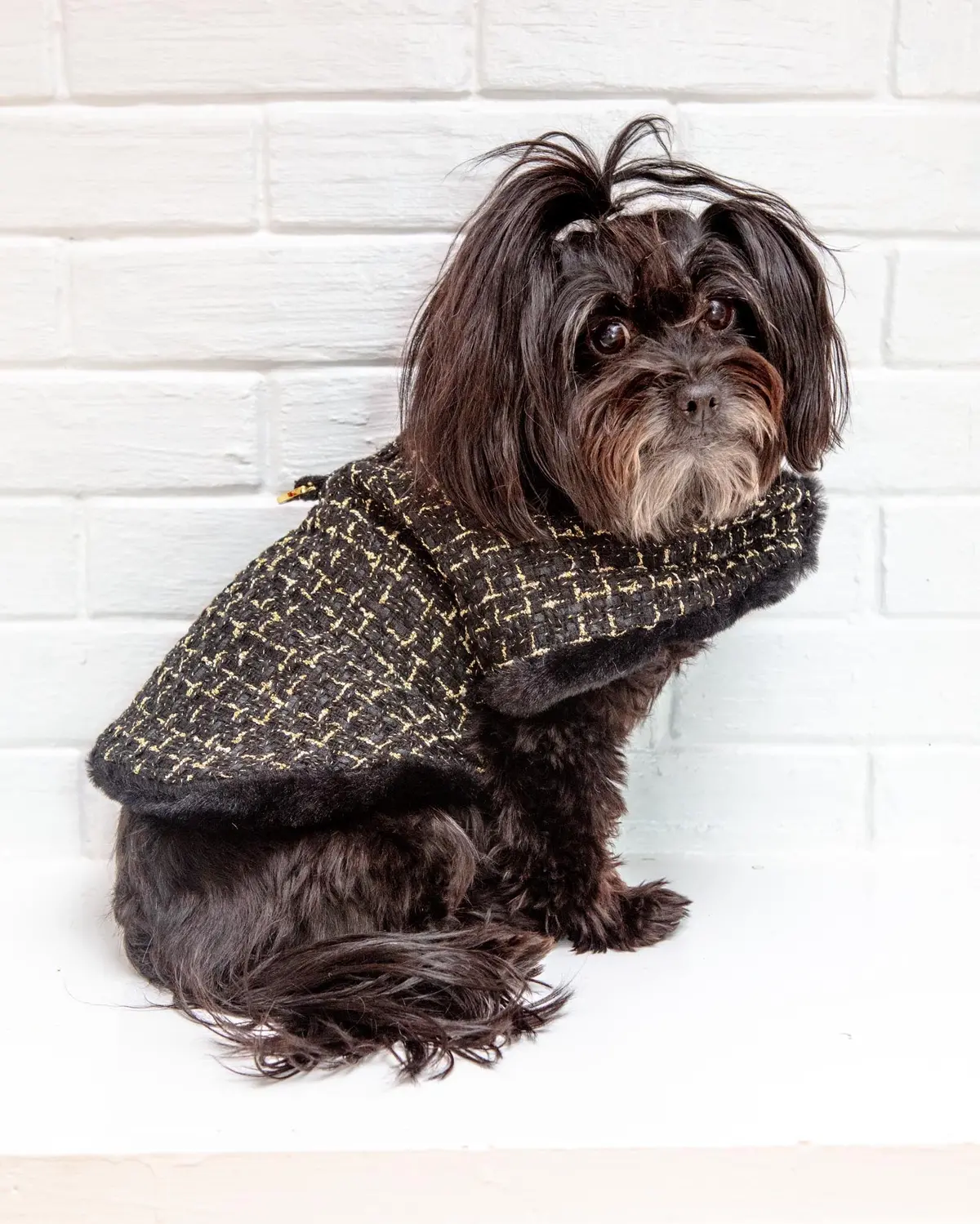 Chantel Tweed Dog Coat In Black (Final Sale) 1