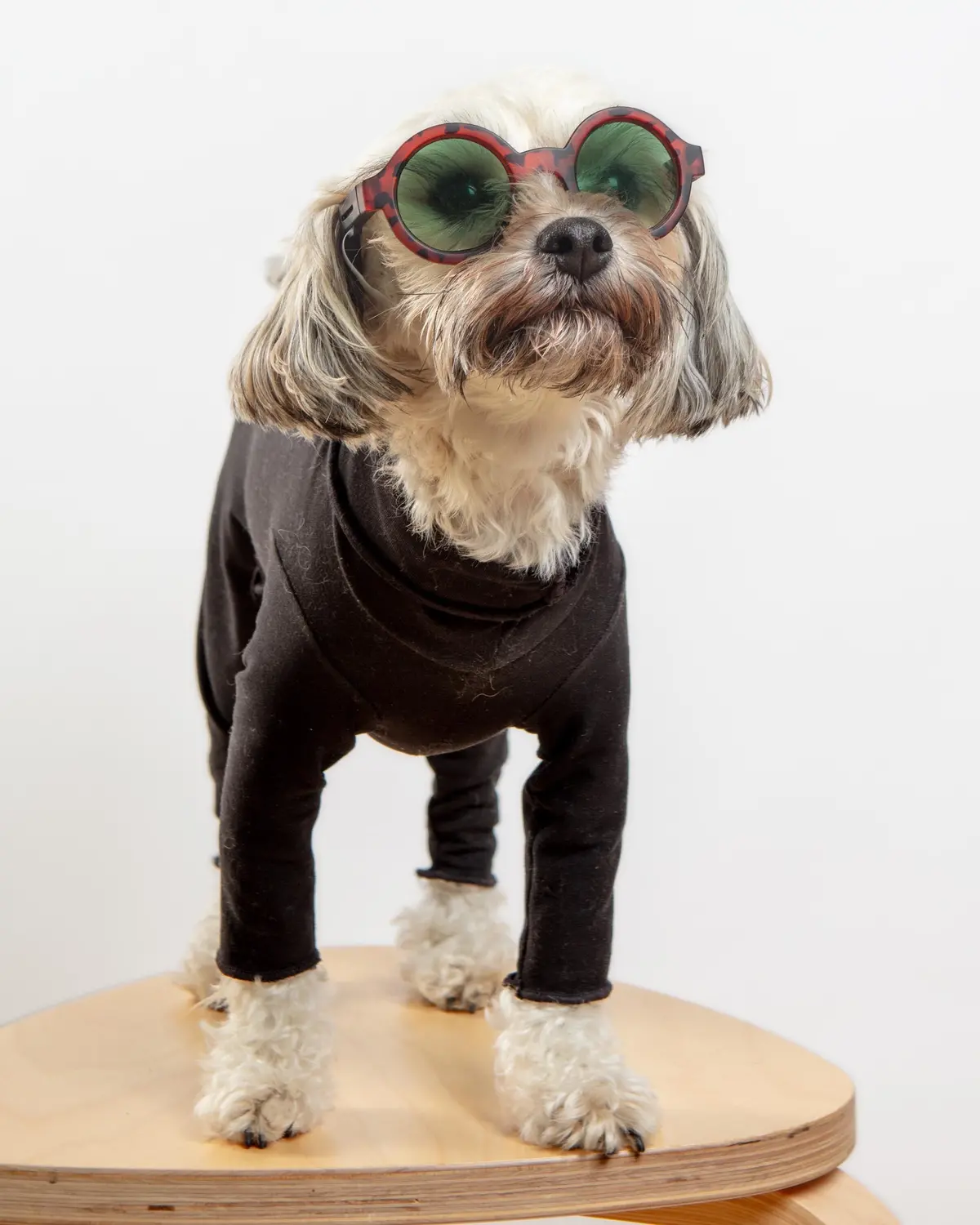 Gold Paw Body Warm Onesie Dog Suit In Black (Made In The Usa) 1