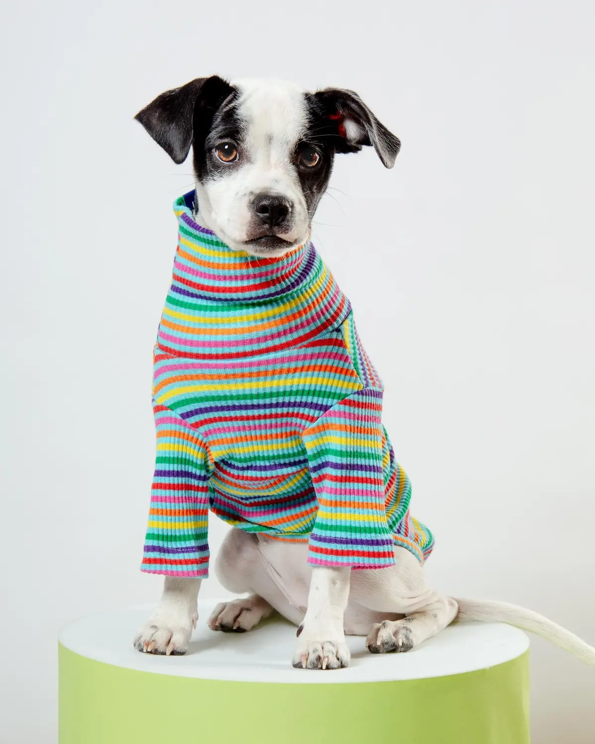 Fabulous Ribbed Dog Pullover 1
