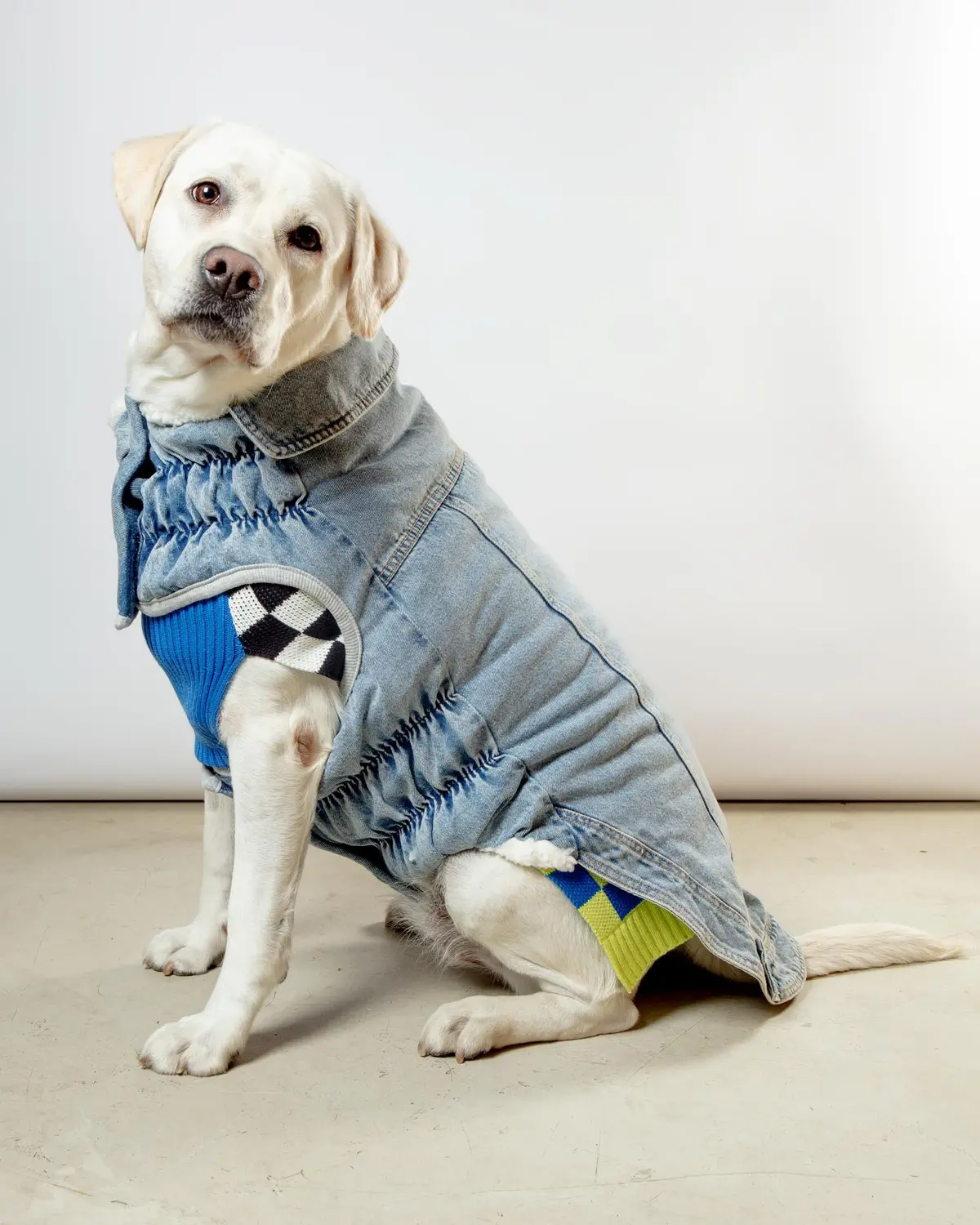 Denim Shearling Dog Jacket In Light Wash (Final Sale) 1