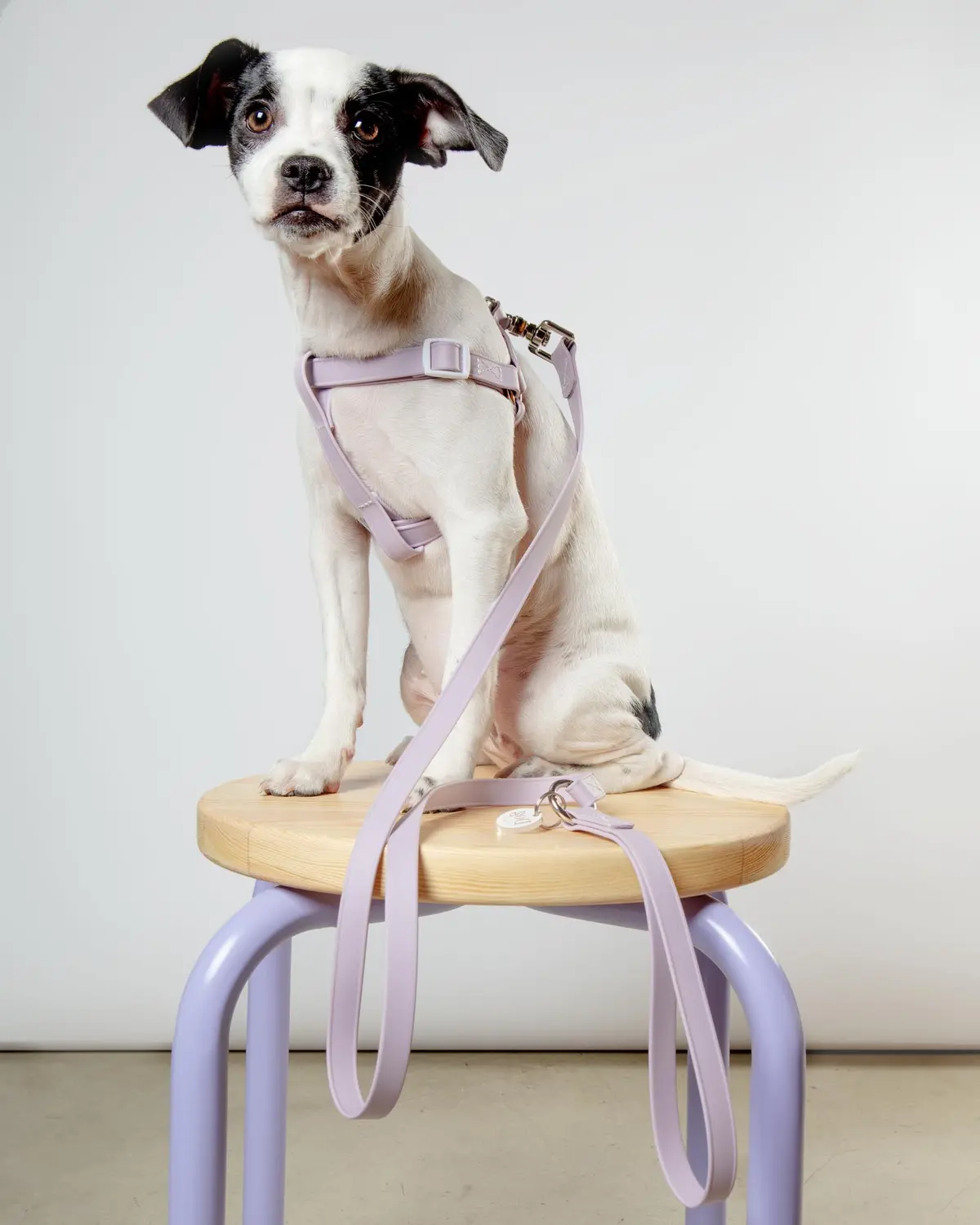 Walk In The Park Waterproof Dog Harness In Lilac (Made In The Usa) 1
