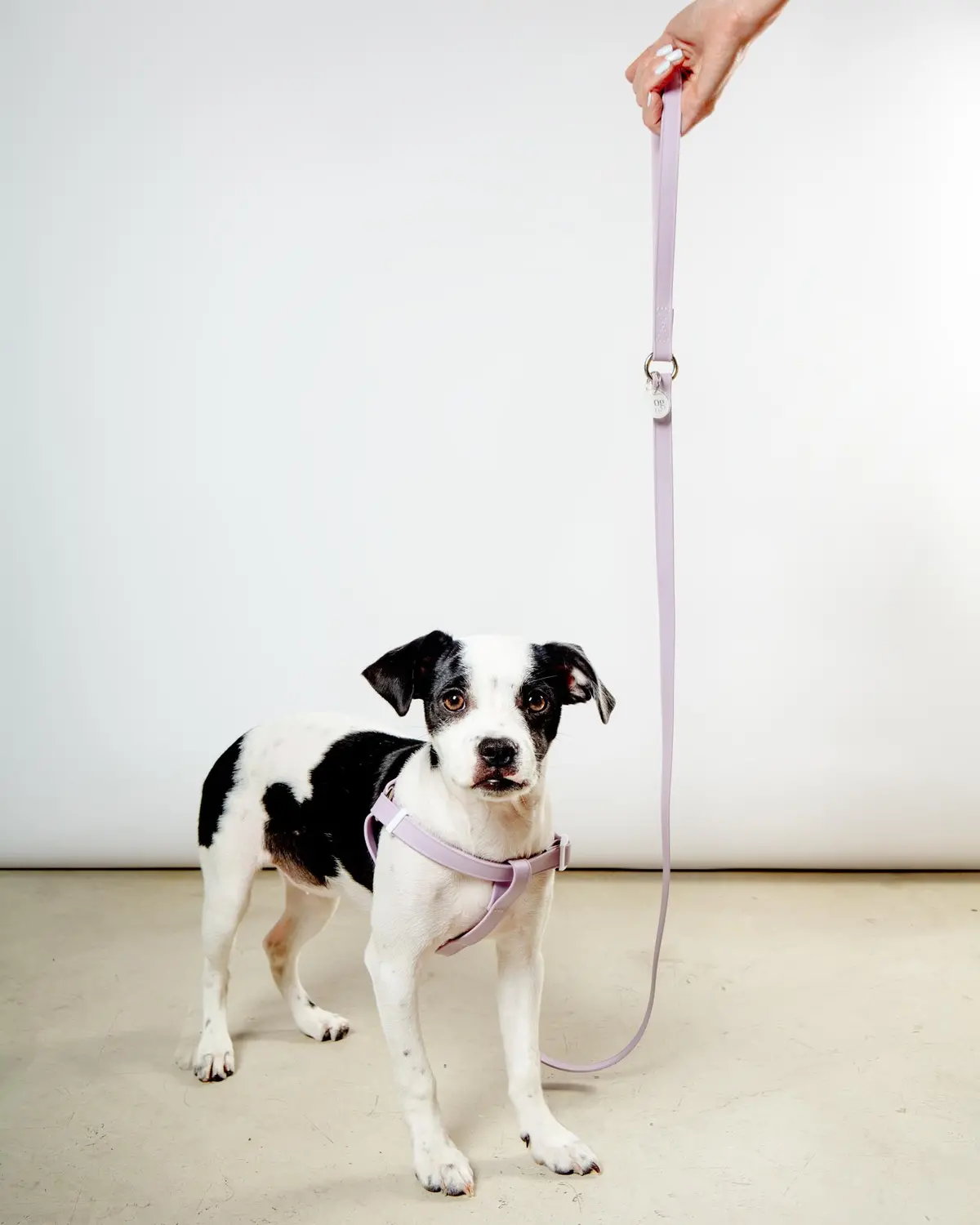 A Walk In The Park Dog Leash In Lilac (Made In The Usa) 1