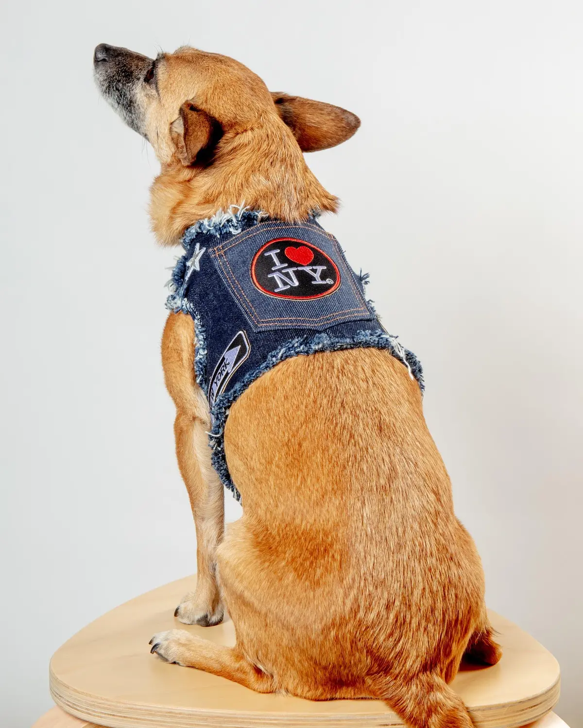 Nyc Denim Dog Harness (Dog & Co. Exclusive) 1