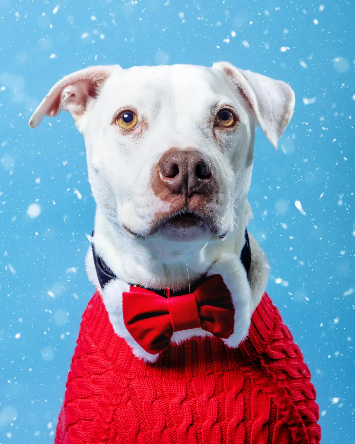 Santa Paws Dog Bow Tie 1