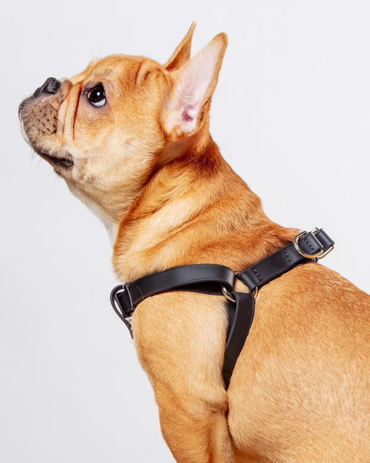 Walk In The Park Waterproof Dog Harness In Black (Made In The Usa) 1