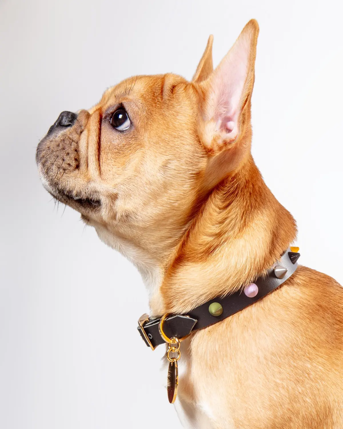 Smooth Spike Dog Collar In Rocky Noir (Final Sale) 1