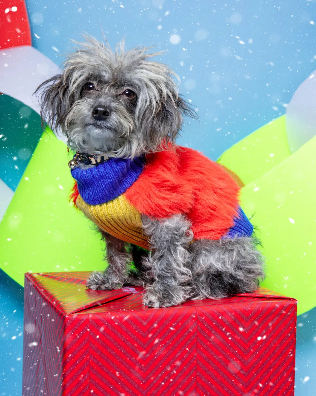 Faux Fur Dog Sweater In Poppy (Final Sale) 1