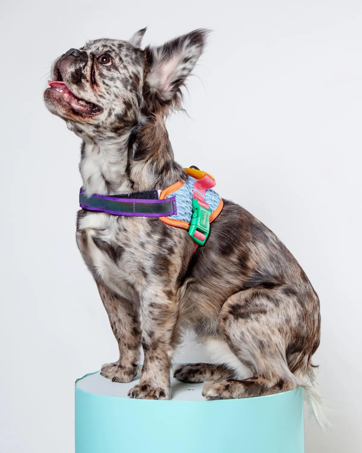 Flyharness In Galaxy For Dogs (Final Sale) 1
