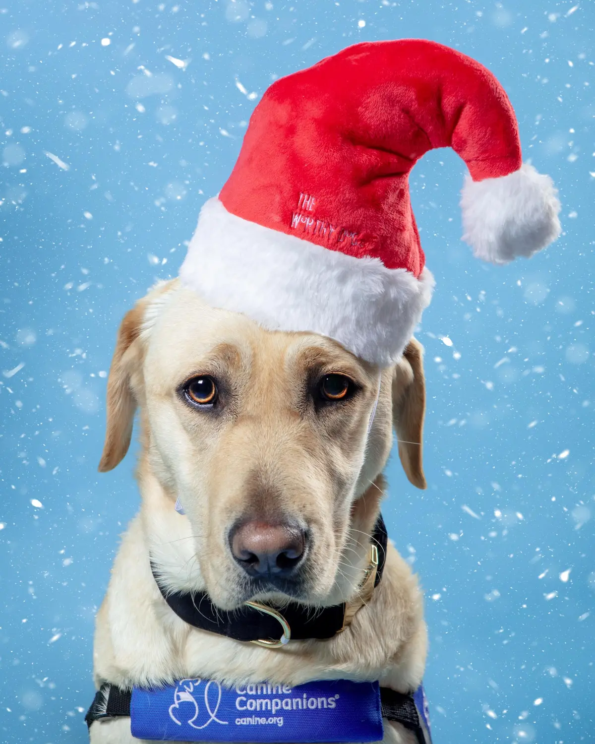 Hohoho Santa Party Hat + Play Toy For Dogs 1
