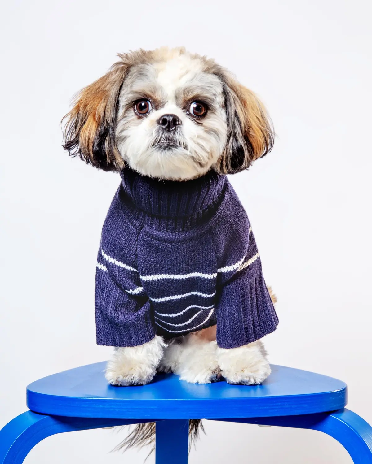 Mariner Stripe Dog Sweater (Final Sale) 1