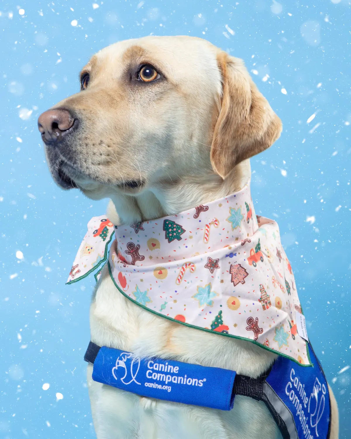 Rifle Paper Co. X Tfd Holiday Cookies Dog Bandana For Dogs 1