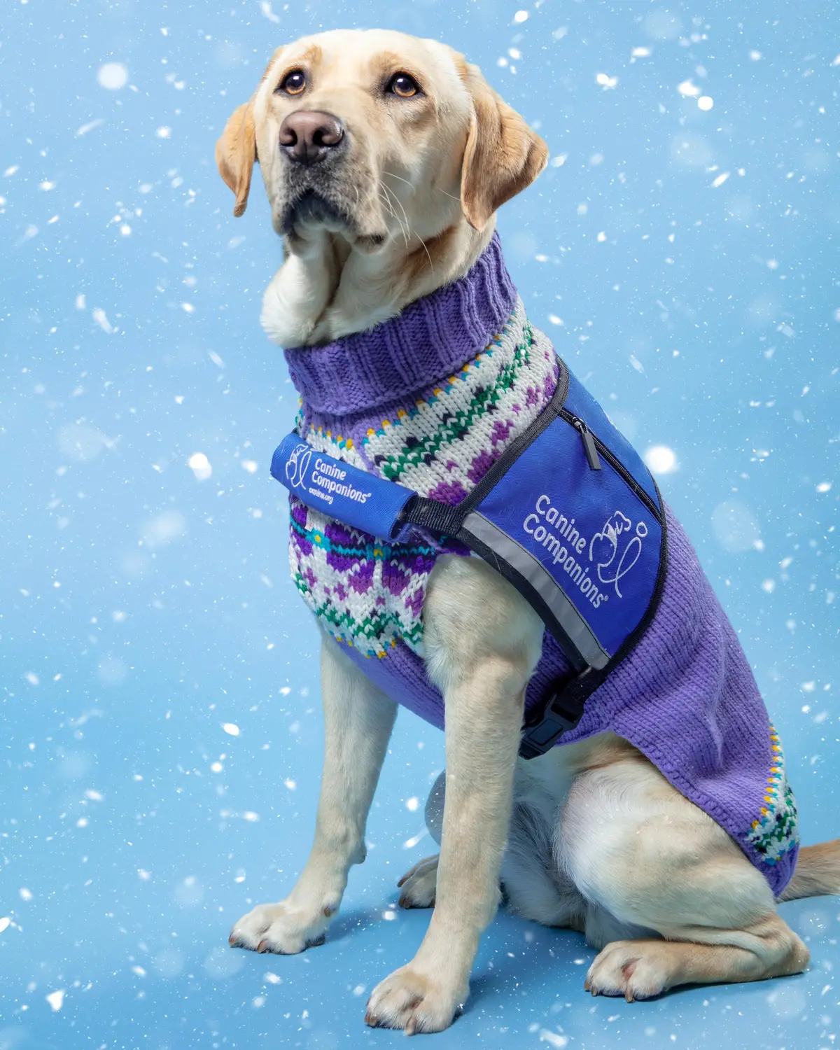 Lavender Flowers Wool Dog Sweater (Final Sale) 1