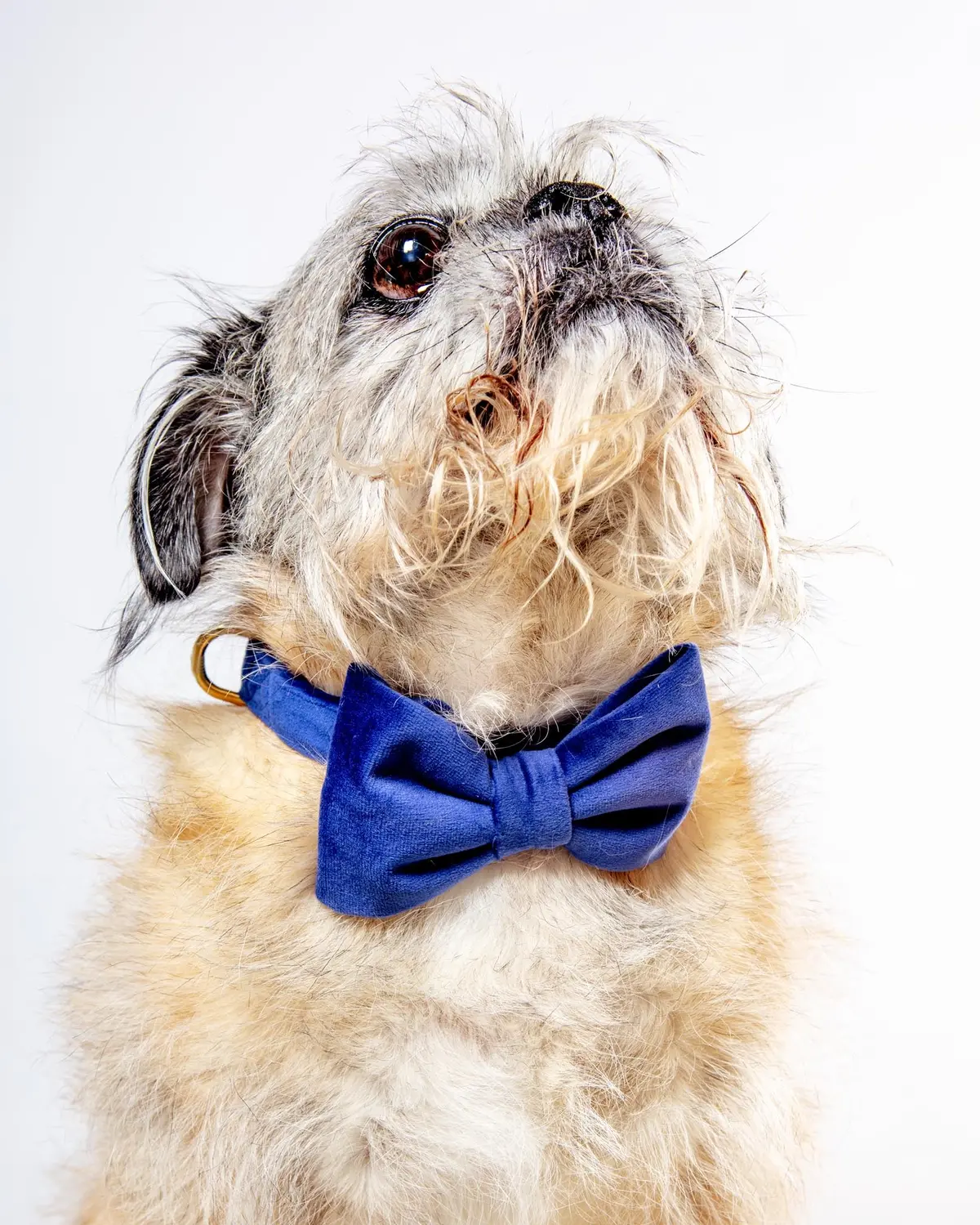 Navy Velvet Dog Bow-Tie (Made In The Usa) (Final Sale) 1
