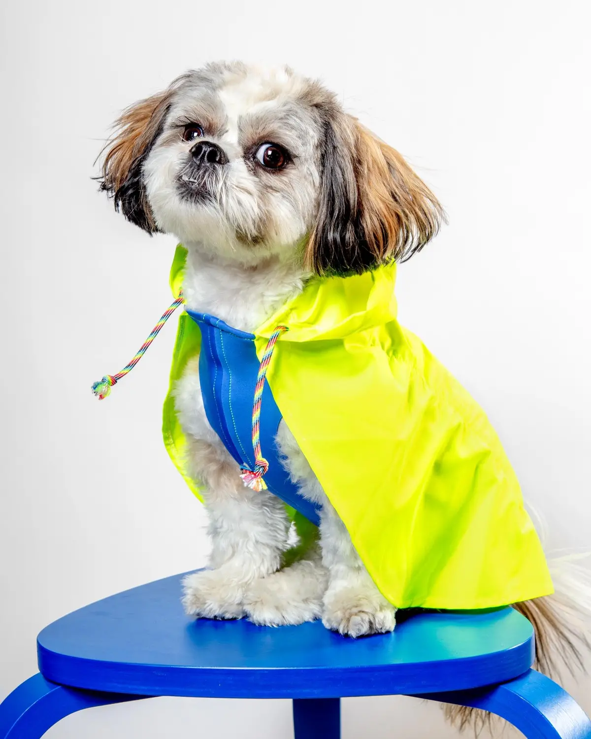 Action Jacket Dog Pull-On Raincoat In Safety Yellow + Blue (Made In Nyc) 1