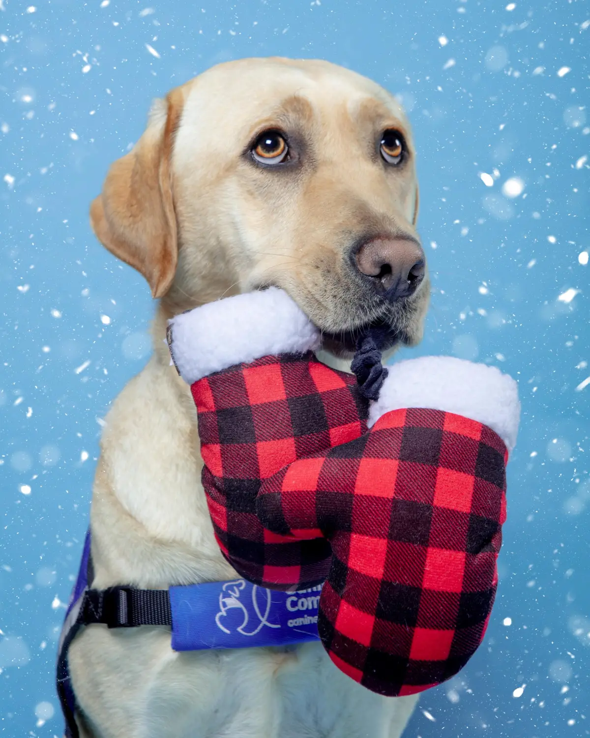 Howliday Paw Warmers Dog Squeaky Toy 1