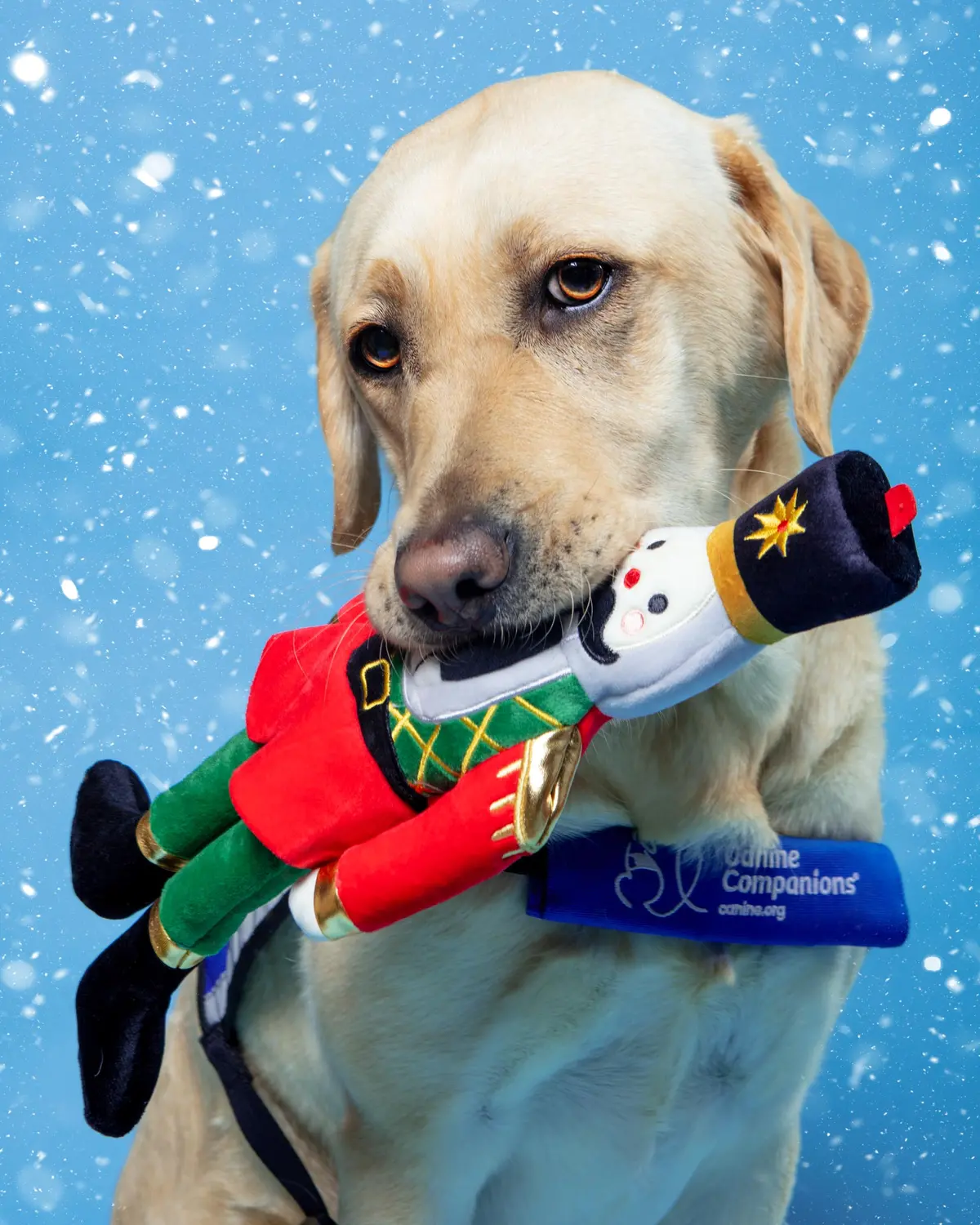 The Nutcracker Crinkly Plush Dog Toy 1