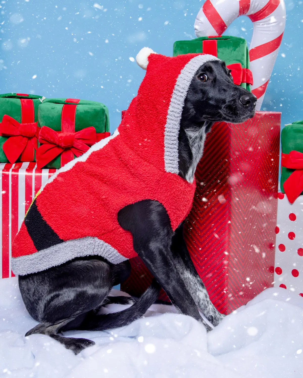 Chenille Santa Dog Hoodie 1