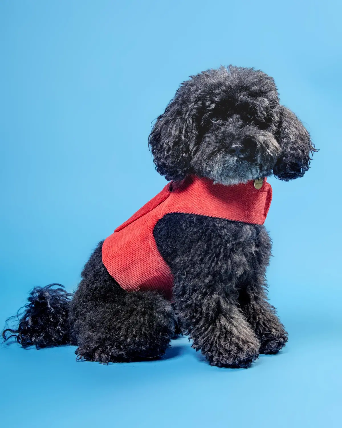 Corduroy Dog Harness In Cherry (Made In The Usa) (Final Sale) 1