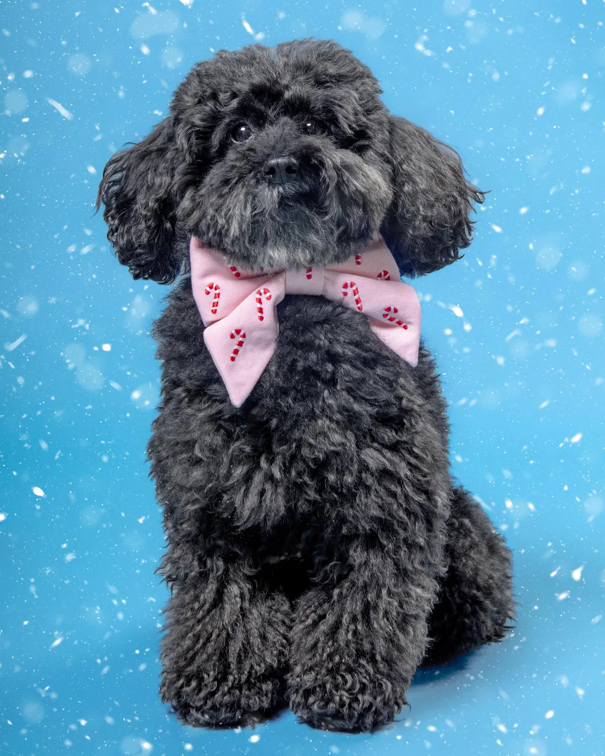Blush Pink Embroidered Candy Canes Lady Dog Bow (Made In The Usa) 1