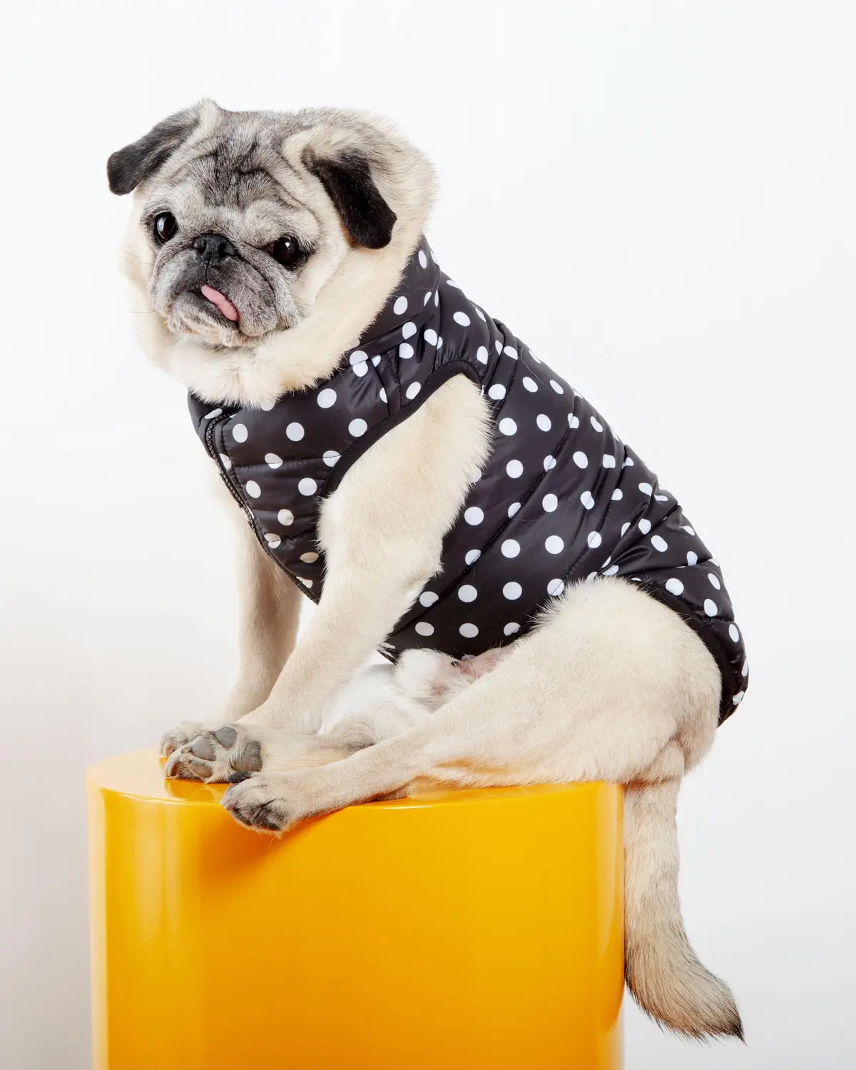 Reversible Airyvest In Black + Black Dot (Dog & Co. Exclusive) (Final Sale) 1