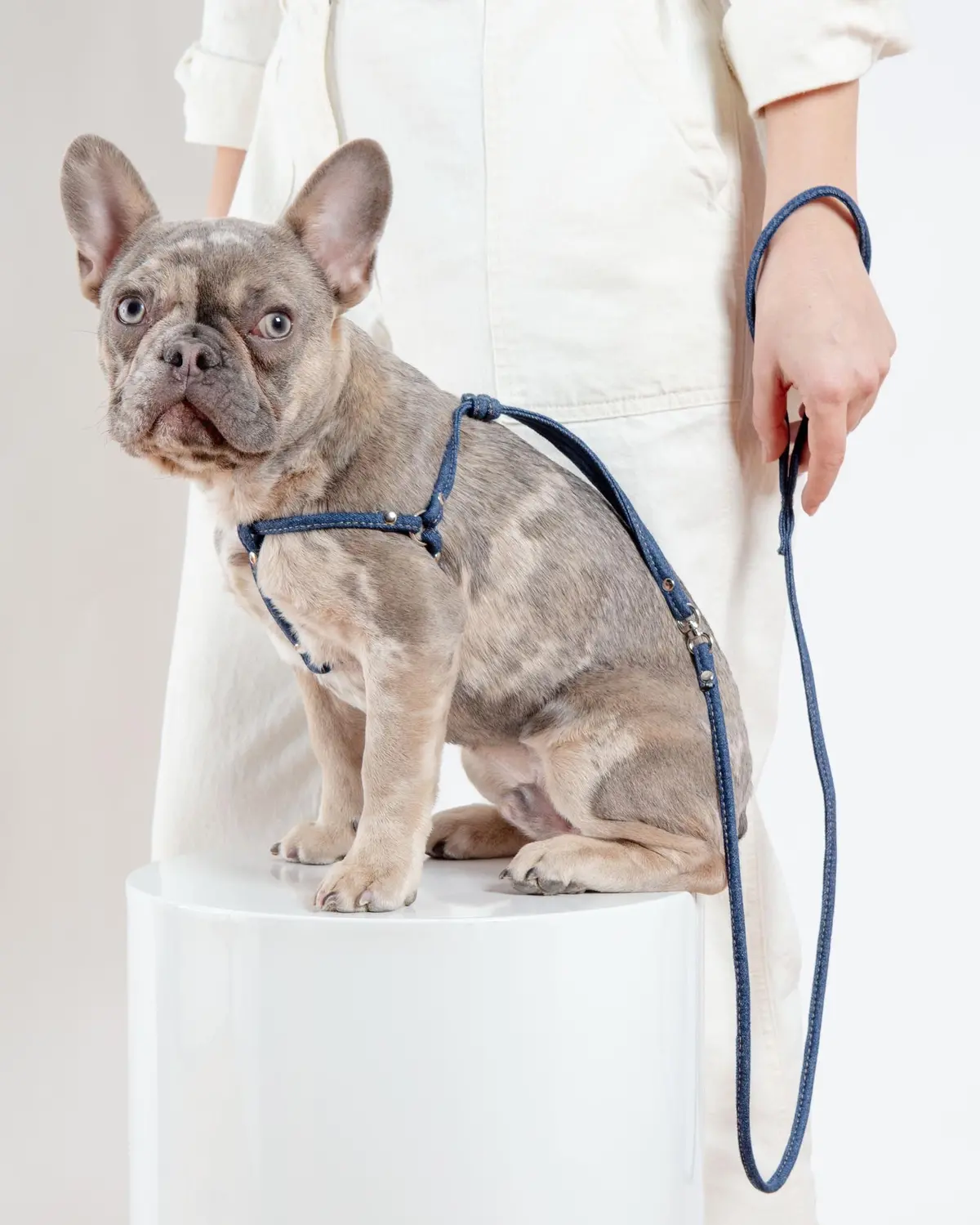 Denim Step-In Adjustable Dog Harness (Made In The Usa) 1