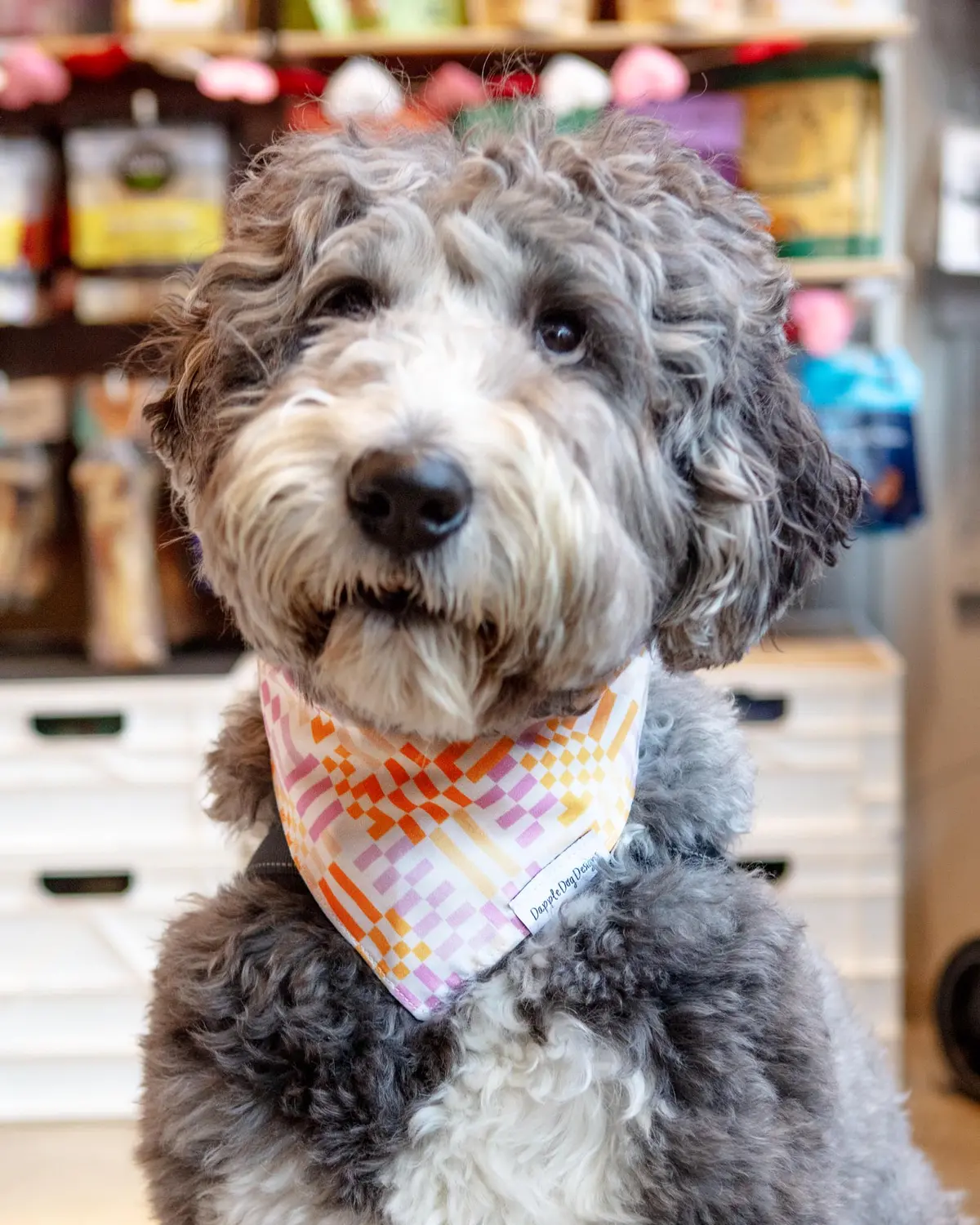 Stay Groovy Dog Bandana (Made In The Usa) 1